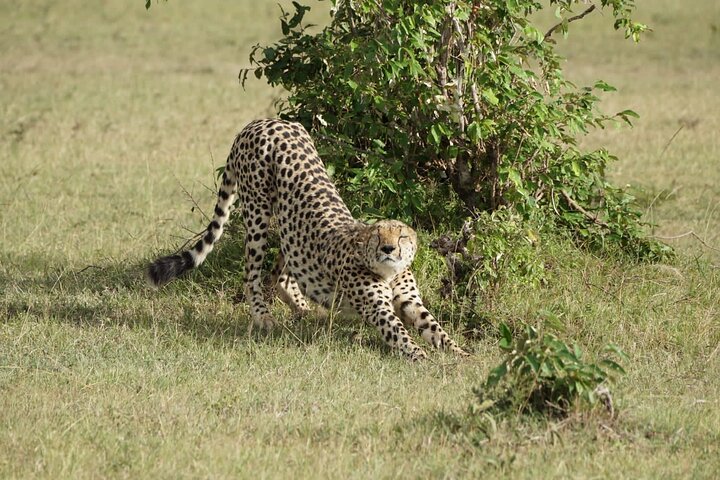 Day Tour to Maasai Mara Reserve From Nairobi