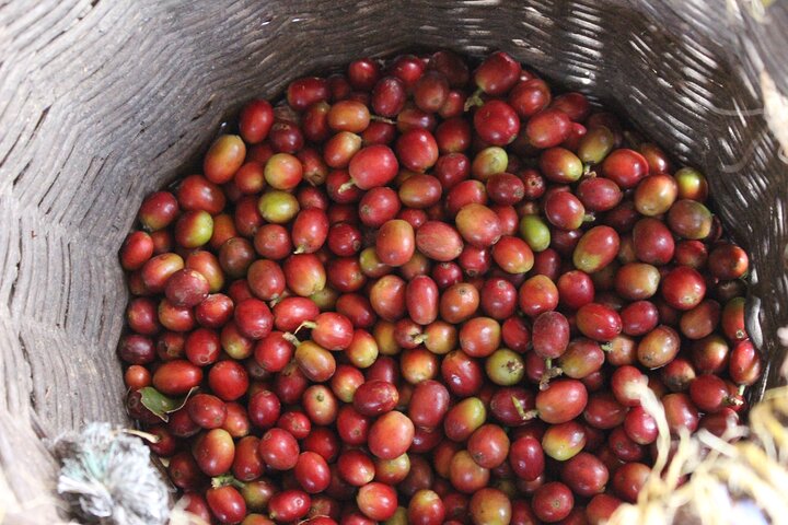 Coffee tour in Medellín with tastings and transportation