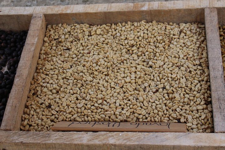 Coffee tour in Medellín with tastings and transportation