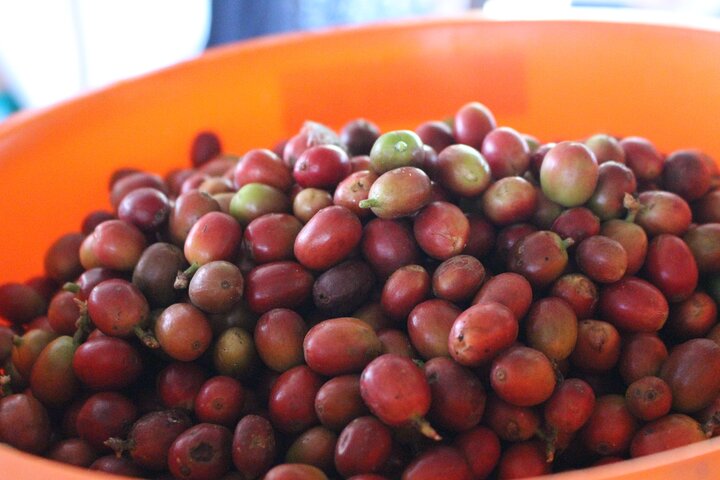 Coffee tour in Medellín with tastings and transportation