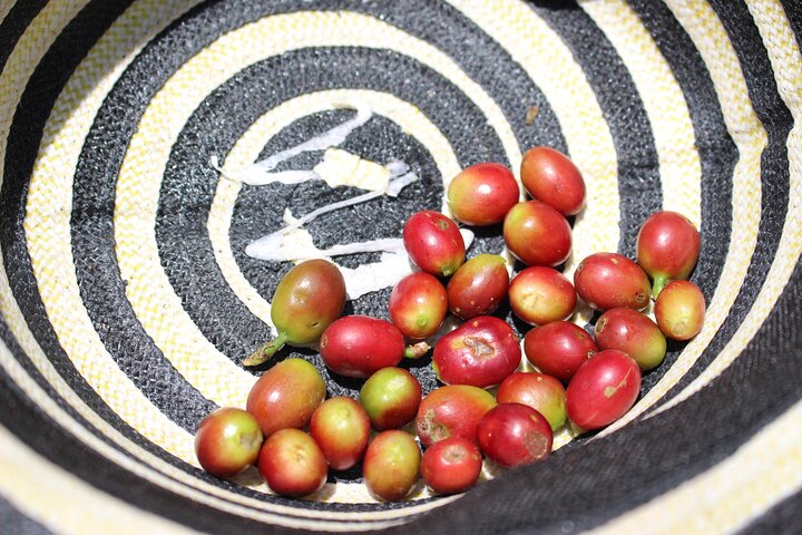 Coffee tour in Medellín with tastings and transportation