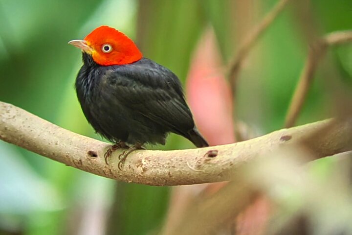 Manuel Antonio National Park : Guided tour with TICKET INCLUDED