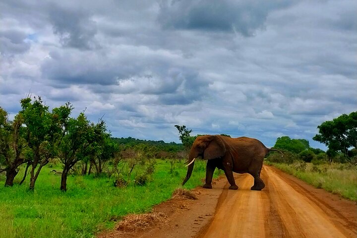 Kruger Park Full Day Guided Safari