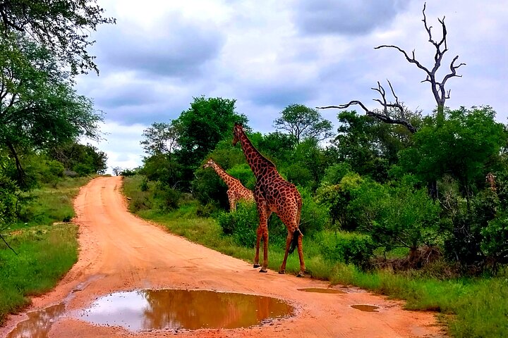Kruger Park Full Day Guided Safari