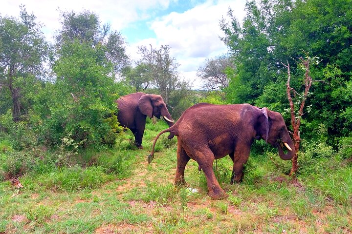 Kruger Park Full Day Guided Safari