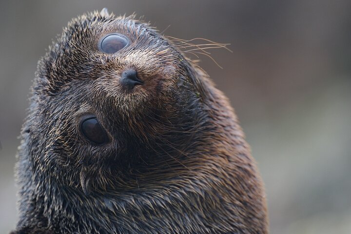 Clearwater Wildlife Tours (small group 10max) Otago Peninsula