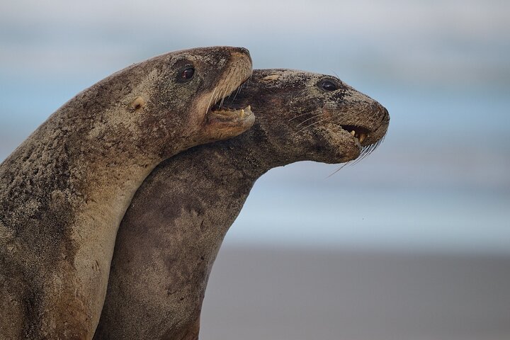 Clearwater Wildlife Tours (small group 10max) Otago Peninsula