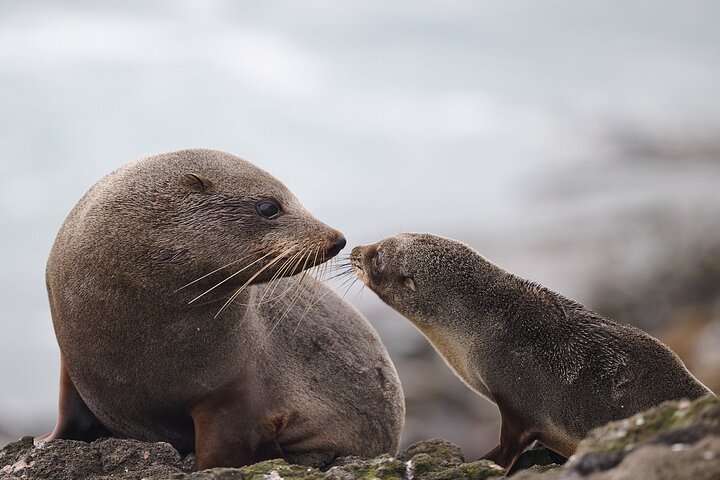 Clearwater Wildlife Tours (small group 10max) Otago Peninsula