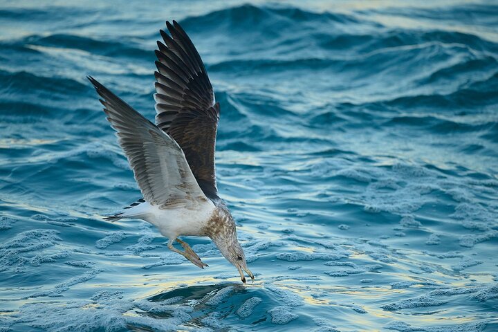 Clearwater Wildlife Tours (small group 10max) Otago Peninsula