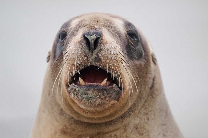 Clearwater Wildlife Tours (small group 10max) Otago Peninsula
