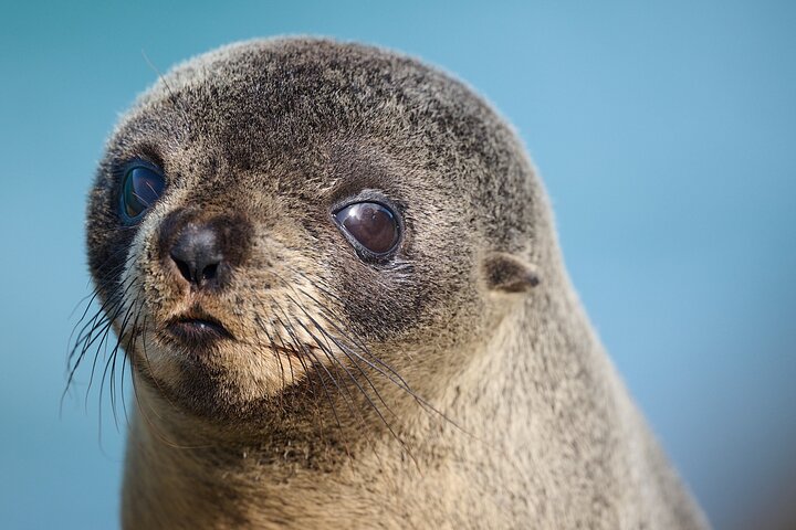 Clearwater Wildlife Tours (small group 10max) Otago Peninsula