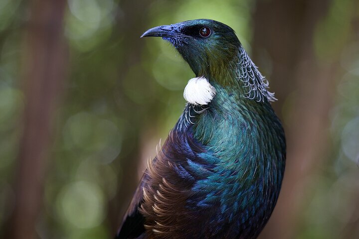 Clearwater Wildlife Tours (small group 10max) Otago Peninsula