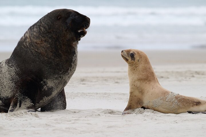Clearwater Wildlife Tours (small group 10max) Otago Peninsula
