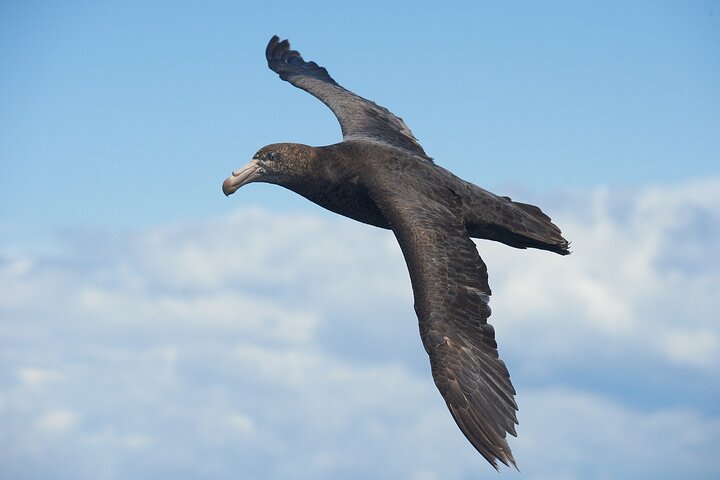Clearwater Wildlife Tours (small group 10max) Otago Peninsula