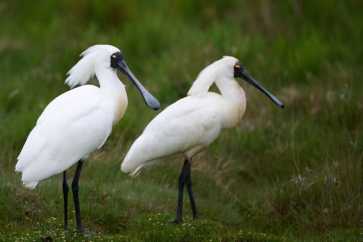 Clearwater Wildlife Tours (small group 10max) Otago Peninsula