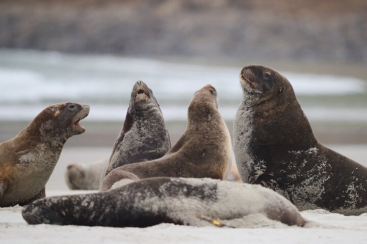 Clearwater Wildlife Tours (small group 10max) Otago Peninsula