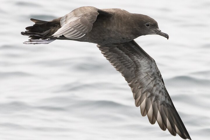 Clearwater Wildlife Tours (small group 10max) Otago Peninsula