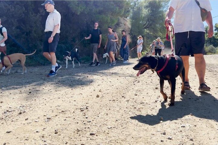 Make a dog's day and taste Greece in Skiathos