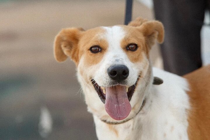 Make a dog's day and taste Greece in Skiathos
