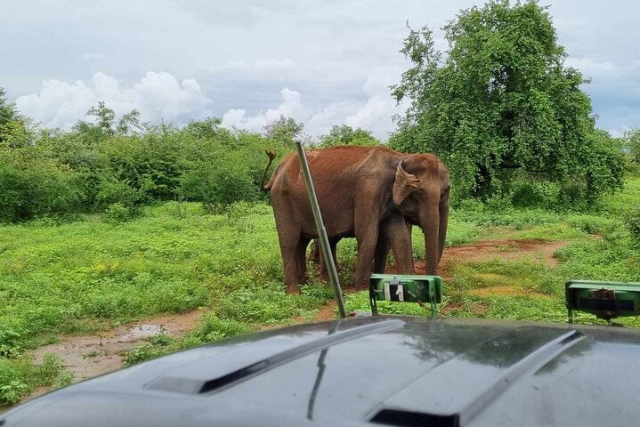Yala safari from Galle / Unawatuna / Waligama / MIrissa / Matara
