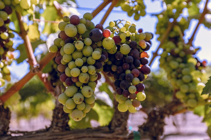 3-Winery Santa Ynez Tour with Picnic Lunch & Tasting Fees