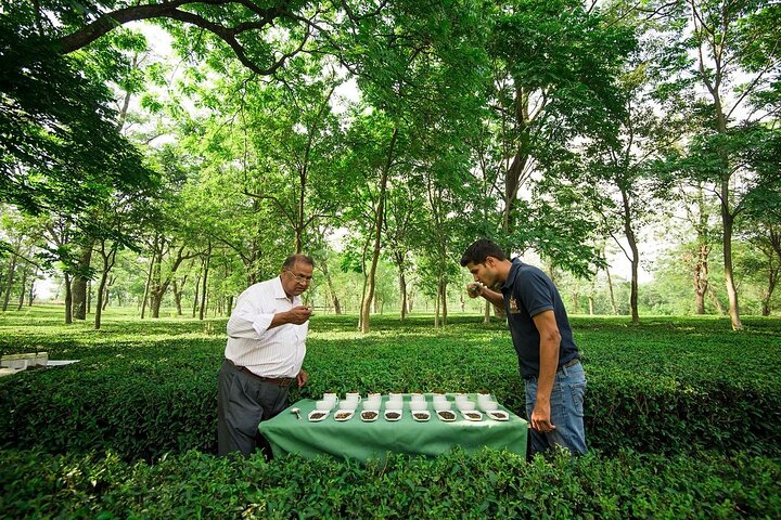 Guided Tour to Palampur-Monasteries, Temple & Tea Gardens visit