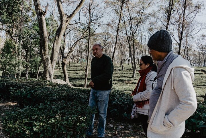 Guided Tour to Palampur-Monasteries, Temple & Tea Gardens visit