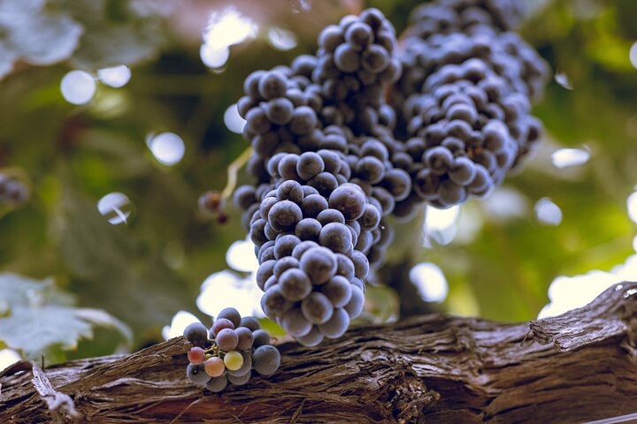 3-Winery Paso Robles Tour with Picnic Lunch from Paso Robles