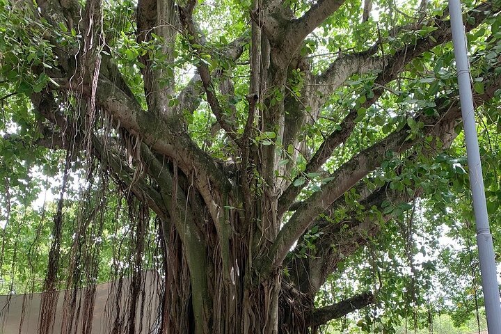 3 Hour Male' City Tour with Local Guide