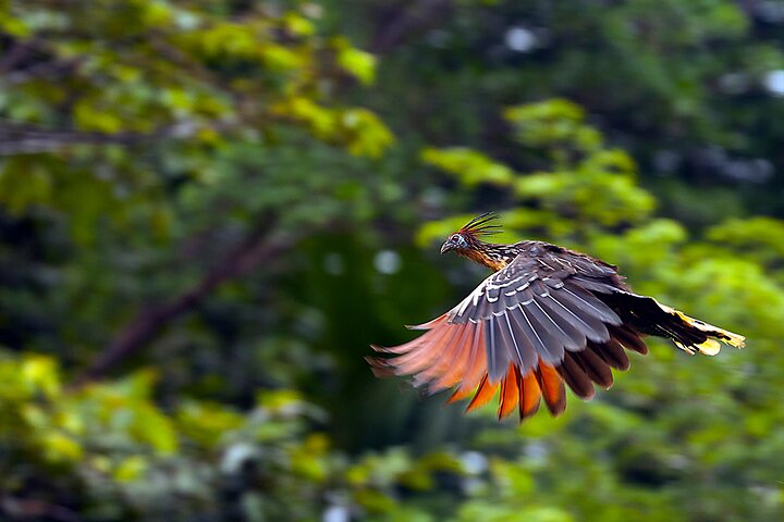 Tropical Escape: 3 Days Amazon Rainforest Tour from Quito