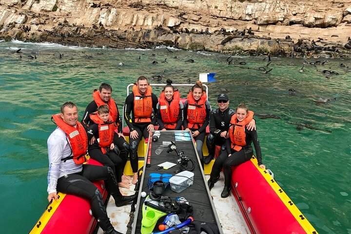 Swim with the Seals in Plettenberg Bay