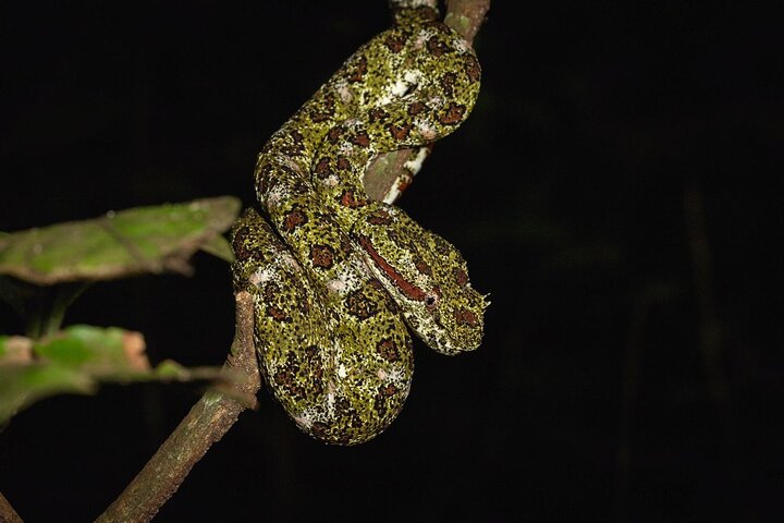 Night Adventures in Monteverde