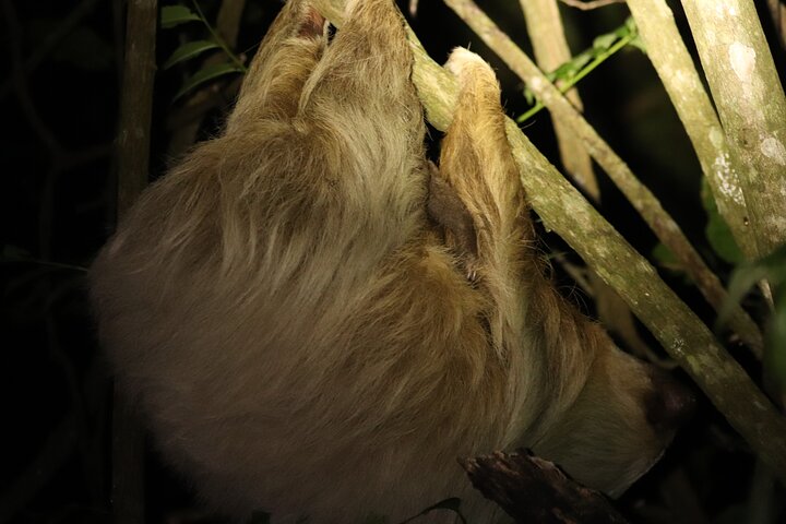 Night Adventures in Monteverde