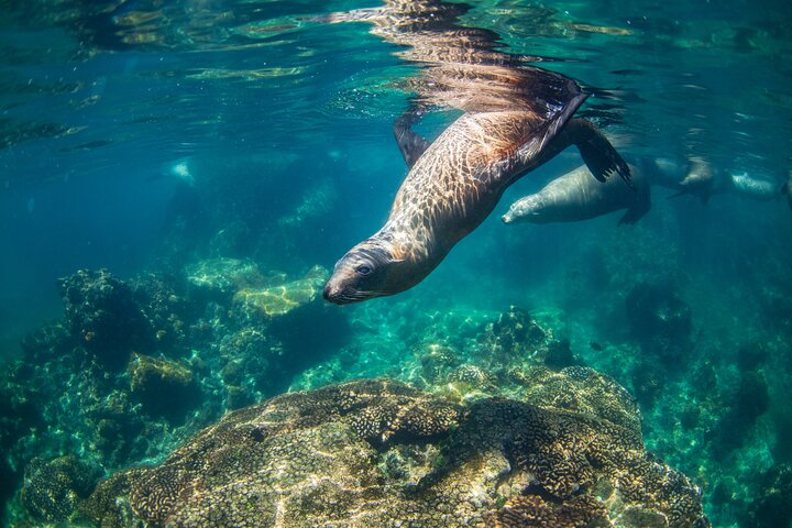 Espiritu Santo Island Snorkel & Sea Lion Adventure