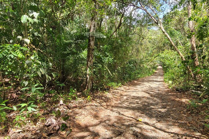 Monkey and Sloth Jungle Habitat Panama Tour