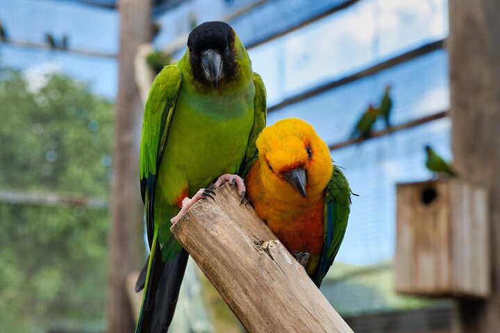 Colorful Species Of Birds