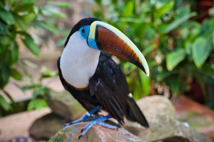 Colorful Species Of Birds
