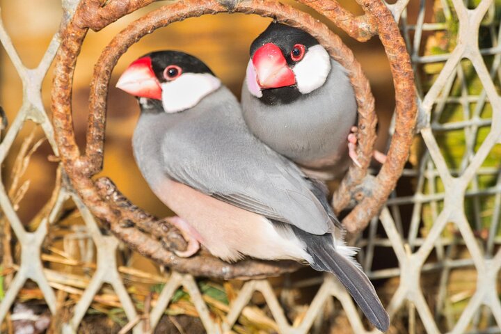 Colorful Species Of Birds