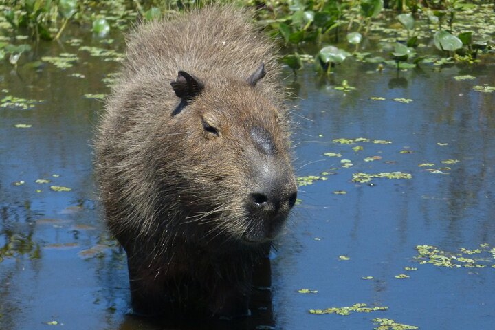 Connect with the nature of Iberá on a private tour