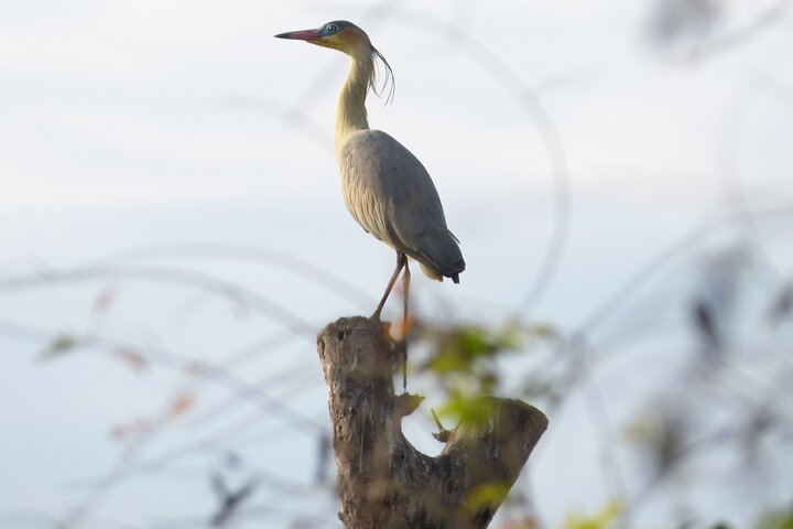 Connect with the nature of Iberá on a private tour