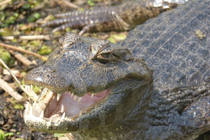 Connect with the nature of Iberá on a private tour