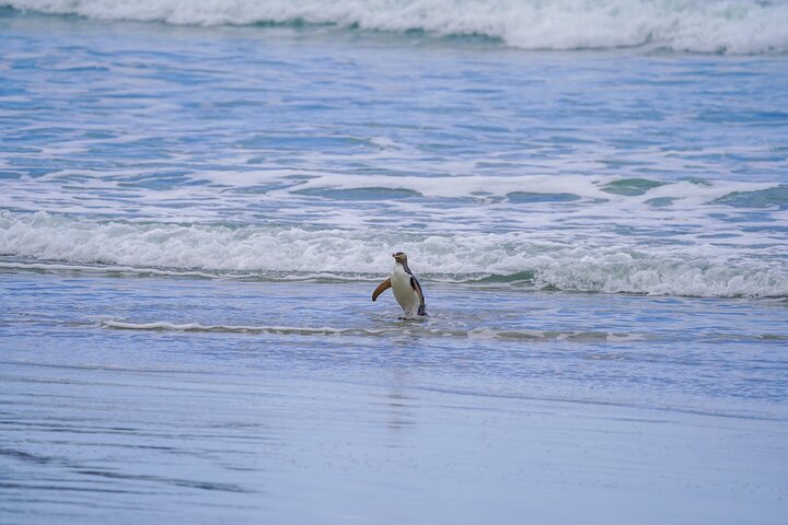 Clearwater Wildlife Tours (small group 10max) Otago Peninsula