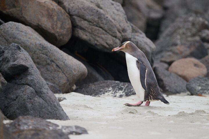 Clearwater Wildlife Tours (small group 10max) Otago Peninsula