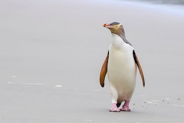 Clearwater Wildlife Tours (small group 10max) Otago Peninsula