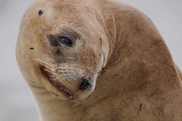 Clearwater Wildlife Tours (small group 10max) Otago Peninsula