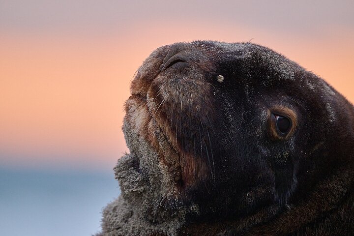Clearwater Wildlife Tours (small group 10max) Otago Peninsula