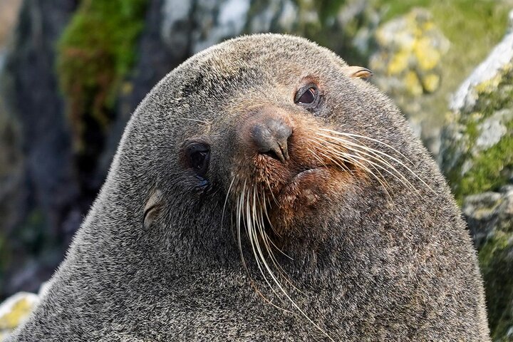 Clearwater Wildlife Tours (small group 10max) Otago Peninsula