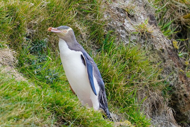 Clearwater Wildlife Tours (small group 10max) Otago Peninsula