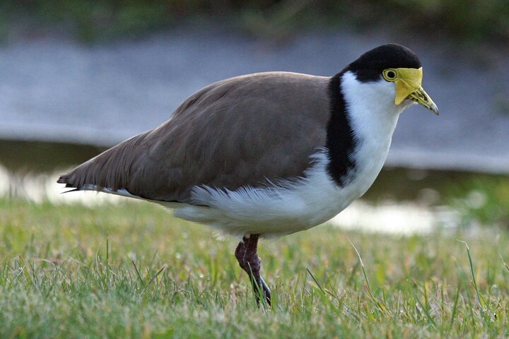 Clearwater Wildlife Tours (small group 10max) Otago Peninsula