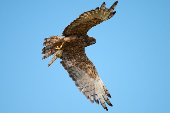 Clearwater Wildlife Tours (small group 10max) Otago Peninsula